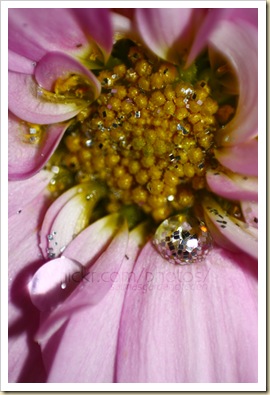 glitterwaterflower