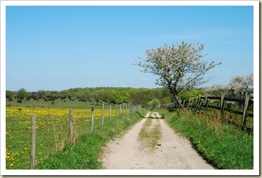 country-lane