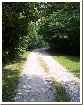 tree-lined-gravel-road