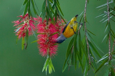 Bottlebrush