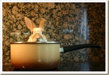 bunny-pot